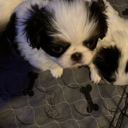 Japanese Chin Puppies from Cherishing Chins
