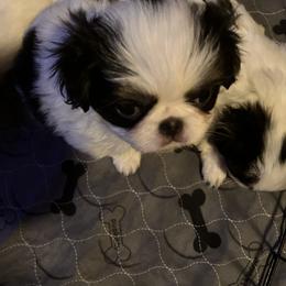 Japanese Chin Puppies from Cherishing Chins