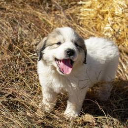 Great Pyrenees Puppies from Kathy Ann's Farm