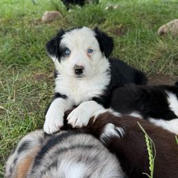 Zeke - Black & white male Miniature Australian Shepherd puppy in Marion, Michigan from Highland Hills Mini Aussies