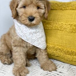 Australian Labradoodle Puppies from Pixie Doodle Paws