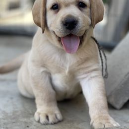 Labrador Retriever Puppies from OKE Labradors