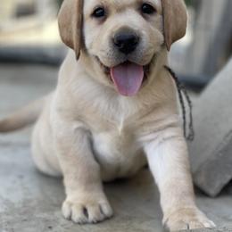 Labrador Retriever Puppies from OKE Labradors