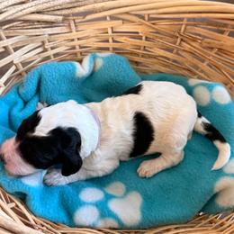 Violet - Black and white female Sheepadoodle puppy in Prairie Du Chien, Wisconsin from Hicklin Hollow Ranch