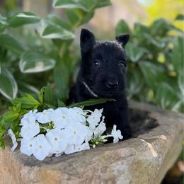 Grey collar girl - Black female Scottish Terrier puppy in Nickelsville, Virginia from Pecan Creek