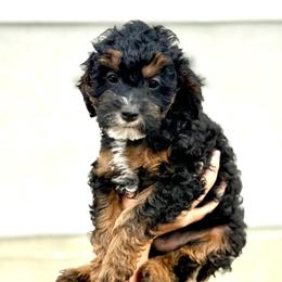 Fred - Tri-color male Cavapoo puppy in Provo, Utah from Hales Wagging Tails