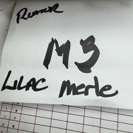 M3 - Lilac merle male Border Collie puppy in Meridian, Mississippi from Border Hollow Border Collies