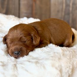 Green boy - Red male Australian Labradoodle puppy in Auburn, Washington from West Valley Labradoodles