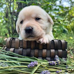 Waffle - Yellow female Labrador Retriever puppy in Cleveland, Ohio from Brookside Labrador Retrievers
