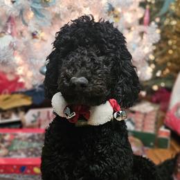 Labradoodles from Murphy Manor Mountain Doodles