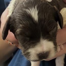 Ebbe Girl 1 - Liver white and orange female Brittany puppy in Floyd Knobs, Indiana from Cross Creek Brittanys