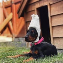 "B litter " Doberman Pinscher Puppies from Black Star Dobermans