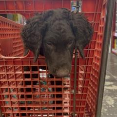 Curly-Coated Retriever Puppies from Betacoil Curly Coated Retrievers