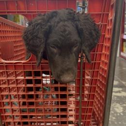 Curly-Coated Retriever Puppies from Betacoil Curly Coated Retrievers