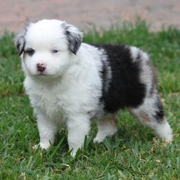 Rocky Road - Blue merle male Miniature American Shepherd puppy in South El Monte, California from Red Moon Mini Aussies