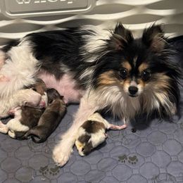 Georgia - Pomeranian