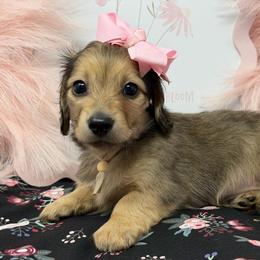 Hope- (Expectation of blessings) - Cream female Dachshund puppy in Murfreesboro, Tennessee from Kimbrie's Dream Cream Doxies