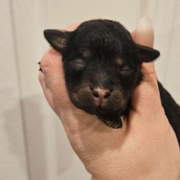 Girl 2 - Phantom female Bernedoodle puppy in Galena, Illinois from Perry's doodles