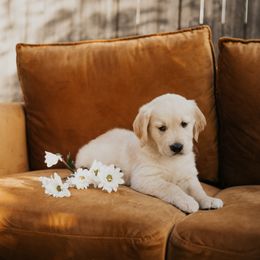 Golden Retriever Puppies from Rosemary Goldens