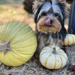 Journey - Blue and gold male Yorkshire Terrier puppy in New Smyrna Beach, Florida from FronkLinn Kennel