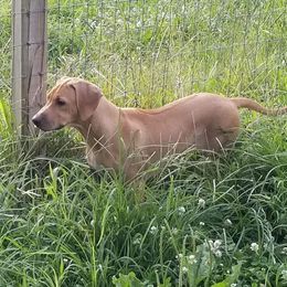 Rhodesian Ridgeback All Grown Up from Indaba Ridgebacks