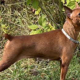 Maze - Miniature Pinscher