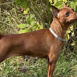 Maze - Miniature Pinscher