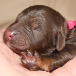 Stella - Phantom female Goldendoodle puppy in Palmetto Bay, Florida from SOMIDOODLES