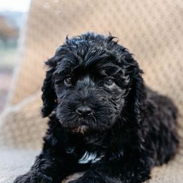 Double Doodle and Labradoodle Puppies from Delightfully Double Doodles