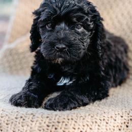 Double Doodle and Labradoodle Puppies from Delightfully Double Doodles