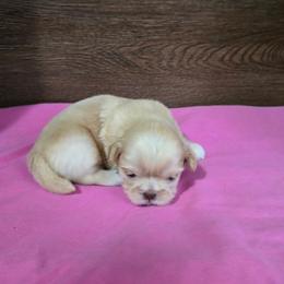 Female 1 - Lilac female Shih Tzu puppy in Meadows Of Dan, Virginia from Walt’s Shih Tzus