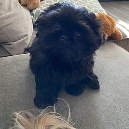 Shih Tzu Puppies from Socal Mother Of Shih Tzus