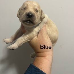 Blue male - Golden male Golden Retriever puppy in Jesup, Georgia from Painted Platinum Retrievers (Painted Platinum Kennel) PPK