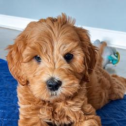 Biscuit - Red  male Goldendoodle puppy in Ottawa, Ohio from Simply Beautiful Goldendoodles