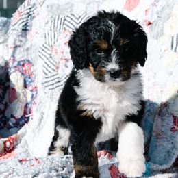 Bernedoodle and Schnoodle Puppies from Grand Lake Poodles & Doodles