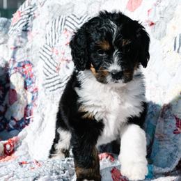 Bernedoodle and Schnoodle Puppies from Grand Lake Poodles & Doodles