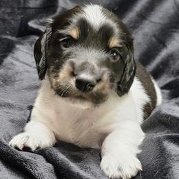 Baby Boy 2 - Mo - Piebald male Dachshund puppy in Salem, Oregon from Long'd Fore Dachshunds