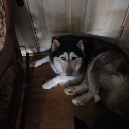Lugh - Siberian Husky