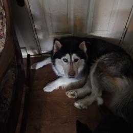 Lugh - Siberian Husky