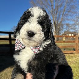 Boy 4 - Tri-color Bernedoodle puppy in Holt, Missouri from Mindys Doodles
