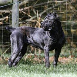 Siren - Cane Corso