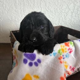 Spade - Black female Goldendoodle puppy in Calhan, Colorado from Snowy Goldens LLC