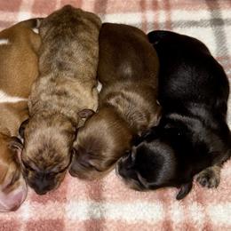 Puppy 4 - Black and cream female Dachshund puppy in Fredonia, Arizona from Desert Horizon Dachshunds