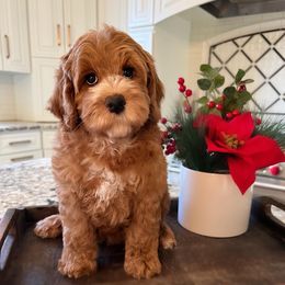 Australian Labradoodle Puppies from Berrybrook Doodles