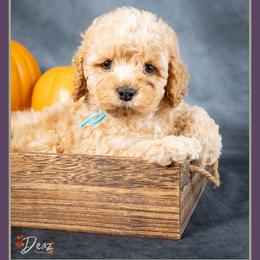 Ted - Red and white male Cockapoo puppy in Connersville, Indiana from Deaz Doodle Ranch