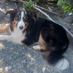 Border Collies and Working Dog Crosses from Tendercross