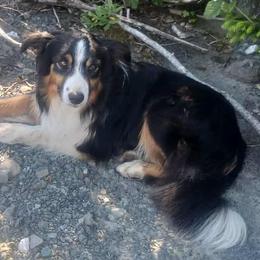 Border Collies and Working Dog Crosses from Tendercross