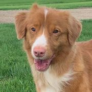 Border Collies and Nova Scotia Duck Tolling Retrievers from Avatar