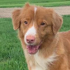 Border Collies and Nova Scotia Duck Tolling Retrievers from Avatar