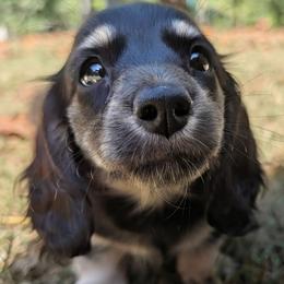 Ruger - Black and cream male Dachshund puppy in Thomaston, Georgia from UGG Ranch